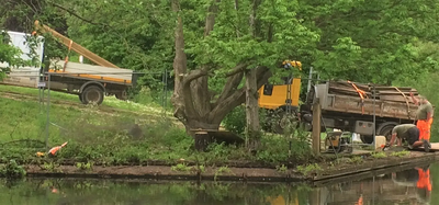 Boardwalk removal